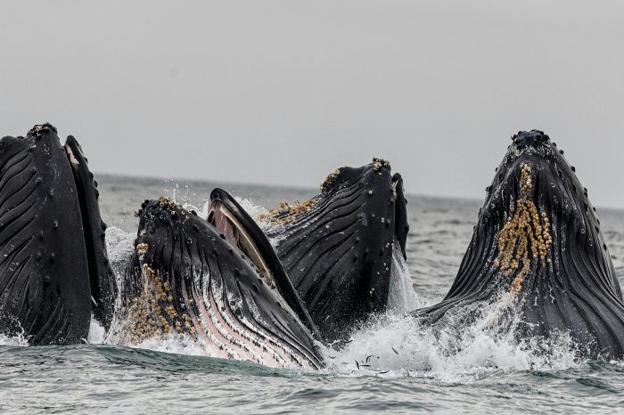 Bitcoin Soars Past $67,000 As Whale Population Grows
