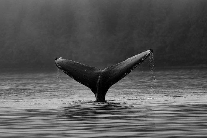 Bitcoin Exchange Deposits Stay Low: Whales Disinterested In Selling?