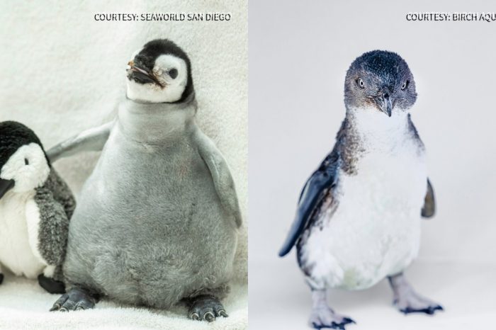 Vote for San Diego's Pearl & Meatloaf in international March of the Penguin Madness Tournament