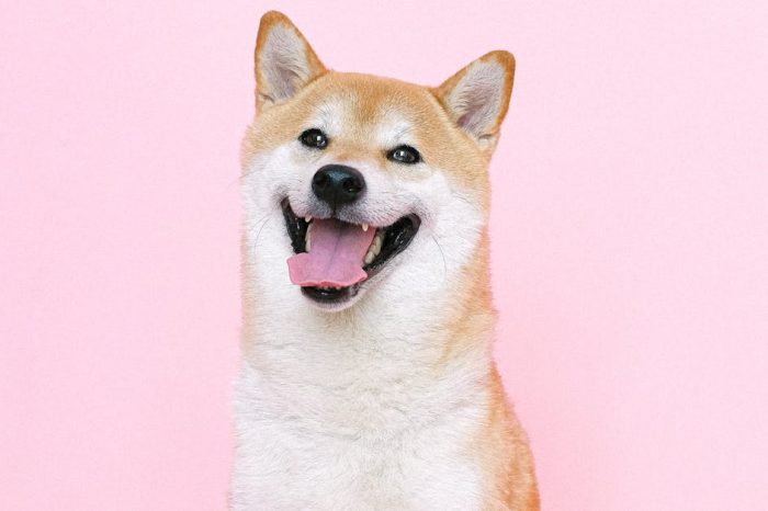 Shiba Inu Large Transactions Spike Over 1,000% – Are Whales Ready To Drive The Price To $0.00008?