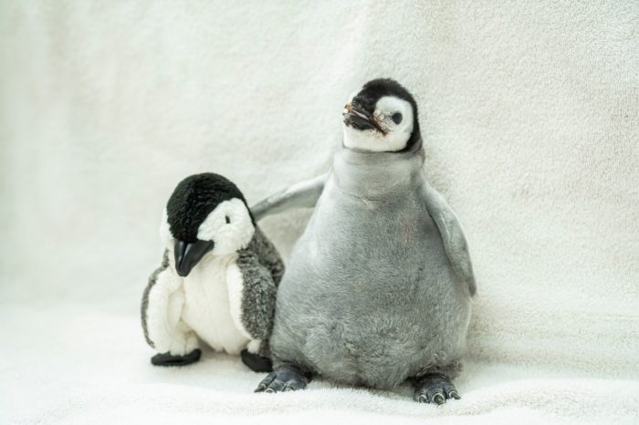 SeaWorld San Diego's Pearl comes in 3rd place in global most popular penguin contest